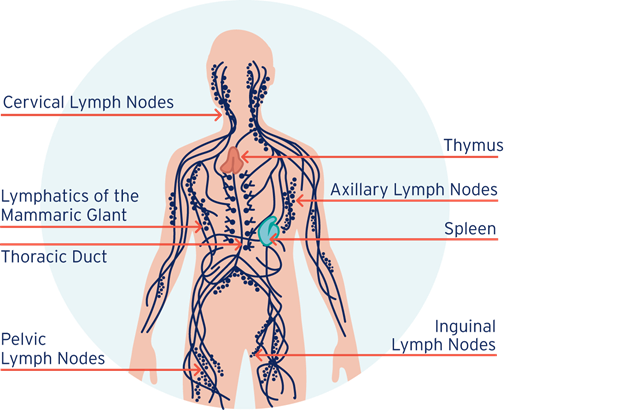 lymphatic system; lymphatic massage