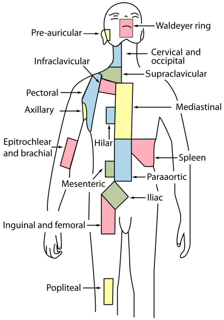 Lymphatic massage Lymph node regions